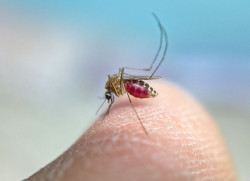 Sanidad declara Huelva capital como &aacute;rea en alerta tras detectar mosquitos portadores del virus del Nilo