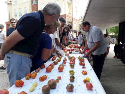 Santa Cruz de Bezana celebrar&aacute; la II Feria Nacional del Tomate Antiguo el 29 de agosto