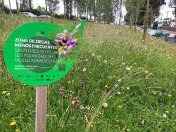 Santander redujo las siegas de 150.000 metros cuadrados de praderas en 2025 para favorecer la floraci&oacute;n