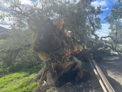 Se cae la encina centenaria de San Julián de Zurita, árbol singular de Cantabria