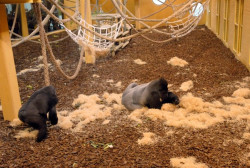 Seis de los siete gorilas de Cab&aacute;rceno se contagiaron de la variante &oacute;micron