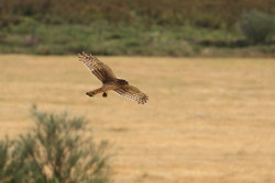 SEO BirdLife marca por primera vez en Cantabria un aguilucho p&aacute;lido con localizadores GPS-GSM para estudiar sus rutas