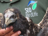 SEO/BirdLife equipa con GPS a un nuevo alimoche para el seguimiento en la Monta&ntilde;a Oriental Costera de Cantabria