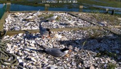 SEO/BirdLife instala una cámara para seguir en directo la cría y nidificación del charrán común en Astillero