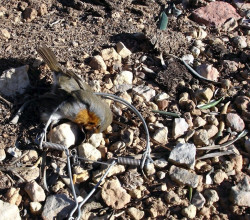 SEO/BirdLife lanza un portal web para facilitar la denuncia ciudadana frente a las agresiones ambientales