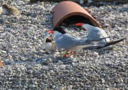 SEO/BirdLife vuelve a activar su webcam para seguir la nidificaci&oacute;n del charr&aacute;n en las Marismas de Astillero