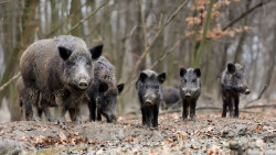 Siete de 13 jabal&iacute;es abatidos en Li&eacute;bana dan positivo en tuberculosis y Cantabria insiste en las batidas