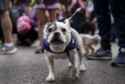 Sumar pide al Gobierno un protocolo nacional de actuaci&oacute;n ante accidentes de tr&aacute;fico con animales de compa&ntilde;&iacute;a