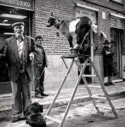 Todos vienen con la cabra, por Manuel Olmeda Carrasco