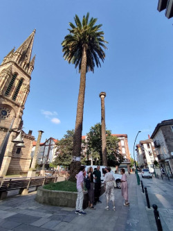 Torrelavega aplicará tratamiento contra el picudo rojo en 47 palmeras hasta diciembre y por las noches