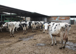Torrelavega celebra el sábado el concurso de vacuno frisón y una feria de sabores de Cantabria