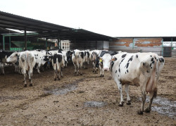 Torrelavega celebra este sábado el concurso de vacuno frisón y una feria de sabores de Cantabria
