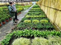 Torrelavega instala frente al Concha Espina un jard&iacute;n vertical con 1.149 plantas