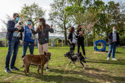 Torrelavega publica la resoluci&oacute;n provisional de las subvenciones para protectoras de animales, dotadas con 22.434 euros