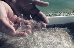 Transici&oacute;n Ecol&oacute;gica propondr&aacute; ma&ntilde;ana a las CCAA reforzar la protecci&oacute;n de la anguila y 4 avanzan que votar&aacute;n en contra