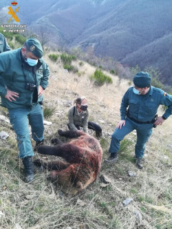 Un cazador mata de un tiro a una hembra de oso pardo en Fuentes Carrionas (Palencia)