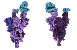 Un estudio aporta nuevos conocimientos sobre la respuesta de los anticuerpos a las variantes de ómicron