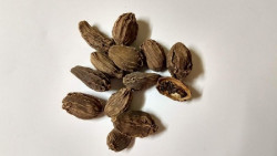 Un estudio apunta al potencial del cardamomo negro contra las c&eacute;lulas del c&aacute;ncer de pulm&oacute;n