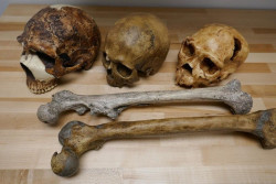 Un estudio apunta que el clima cambi&oacute; el tama&ntilde;o de nuestros cuerpos y, en cierta medida, de nuestros cerebros