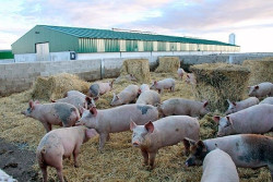 Un estudio apunta que utilizar corazones de cerdos en humanos podr&iacute;a estar cada vez m&aacute;s cerca