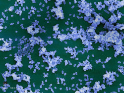 Un estudio del CSIC desvela nuevos métodos para frenar el avance de las infecciones bacterianas