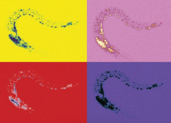 Un estudio revela un mecanismo "clave" para controlar la actividad que regula la identidad neuronal