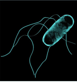 Un estudio se&ntilde;ala en la exposici&oacute;n a la bacteria de la salmonella aumenta el riesgo de c&aacute;ncer de colon