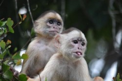 Un estudio sobre el genoma de los primates revela datos clave sobre las partes más desconocidas del genoma humano