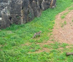 Un leopardo persa del Parque de Cabárceno es abatido tras escaparse de su recinto