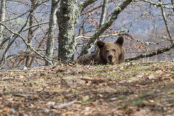 Un nuevo proyecto LIFE facilitar&aacute; la adaptaci&oacute;n del oso cant&aacute;brico al cambio clim&aacute;tico