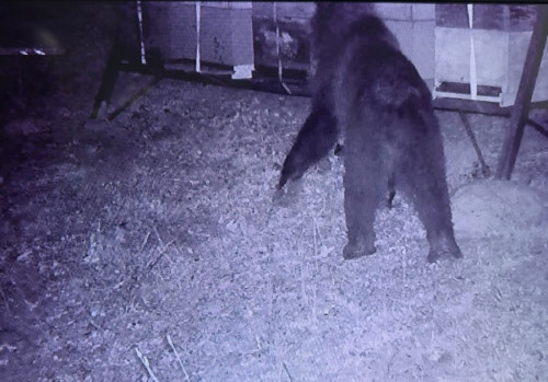  Un oso se da una panzada de miel a costa de los colmenas de los vecinos en Campoo de Ebro