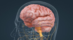 Un paso m&aacute;s cerca de entender el cerebro humano
