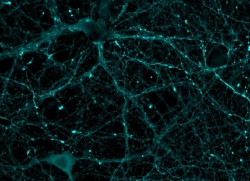 Un sensor biológico revela cómo funciona una proteína clave para la memoria y el corazón