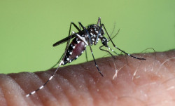 Una bacteria podría ser eficaz para evitar la expansión del mosquito tigre en España, según un estudio