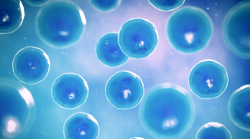 Una nueva investigaci&oacute;n sobre mutaciones de c&eacute;lulas madre podr&iacute;a mejorar la medicina regenerativa