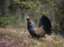 Una ONG quiere desarrollar un proyecto de conservación y mejora del hábitat del urogallo cantábrico cuando no hay urogallos en Cantabria