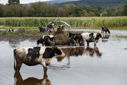 UPA advierte de que la producción de leche caerá en el último cuatrimestre por la EHE y el cambio climático