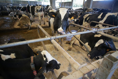 UPA pide a las industrias l&aacute;cteas que cambien de actitud para evitar la "ruina" del sector en Espa&ntilde;a