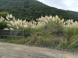 Valdecilla lidera el primer estudio del mundo que demuestra que el plumero de la pampa provoca alergia