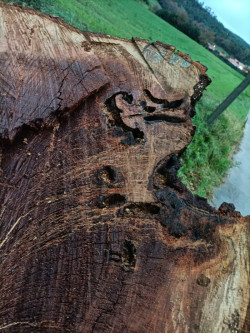 Verdes Equo pide al Ayuntamiento de Polanco toda la información del expediente de la tala del roble